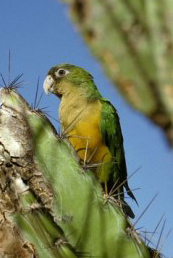 Aratinga cactorum